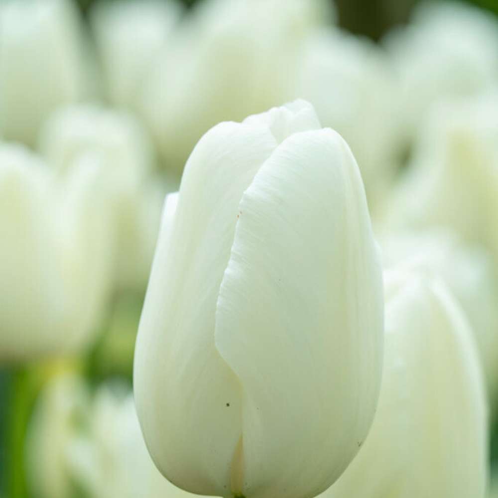 Tulpan 'Maureen' med stora rena vita blommor på höga stjälkar